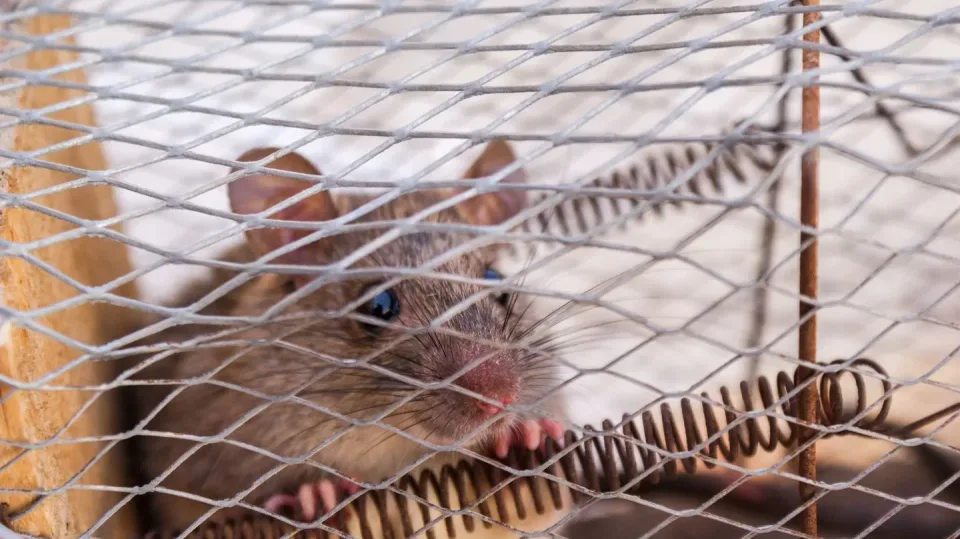 Rat — Pest Control